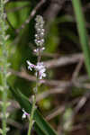 Carolina false vervain